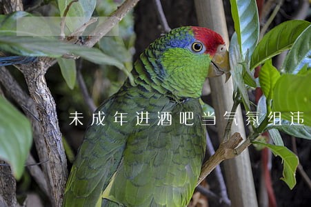 未成年进酒吧当气氛组违法吗 未成年进酒吧当气氛组违法吗