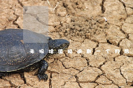 未报增值税逾期一个月后果