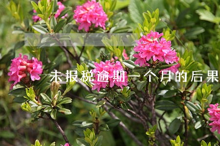 未报税逾期一个月的后果 未报税逾期一个月的后果
