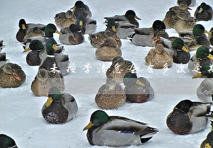 未按季清息会有多次逾期记录吗 未按季清息会有多次逾期记录吗