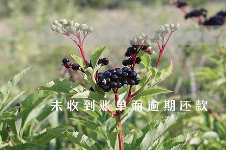 未收到账单而逾期还款 未收到账单而逾期还款