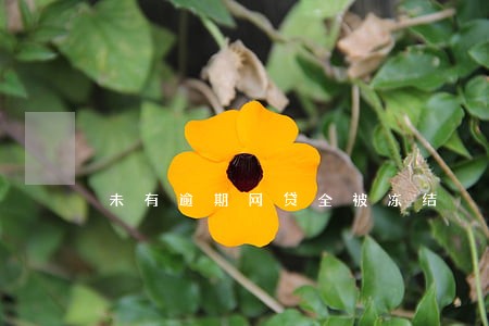 未有逾期网贷全被冻结 未有逾期网贷全被冻结