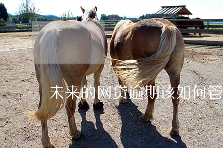 未来的网贷逾期该如何管理 未来的网贷逾期该如何管理