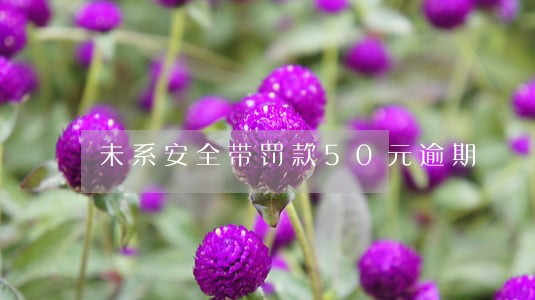 未系安全带罚款50元逾期 未系安全带罚款50元逾期