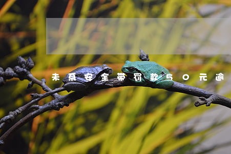 未系安全带罚款50元逾期了 未系安全带罚款50元逾期了