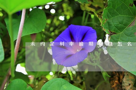 未约定利率逾期利息怎么计算 未约定利率逾期利息怎么计算