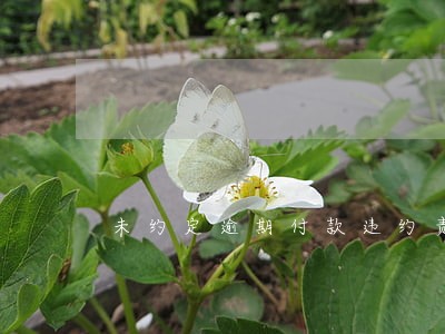 未约定逾期付款违约责任 未约定逾期付款违约责任