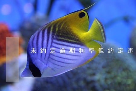 未约定逾期利率但约定违约金 未约定逾期利率但约定违约金