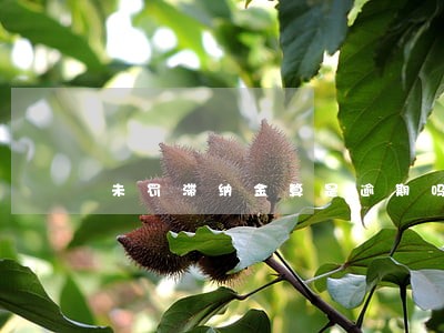 未罚滞纳金算是逾期吗