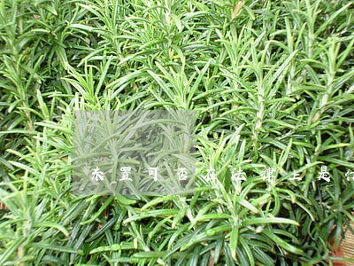 未置可否在法律上是什么意思 未置可否在法律上是什么意思