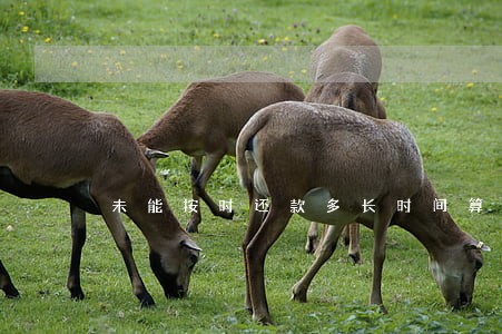 未能按时还款多长时间算逾期 未能按时还款多长时间算逾期