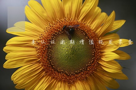 未认证逾期增值税发票查询 未认证逾期增值税发票查询
