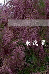 未设置自动还款逾期 未设置自动还款逾期