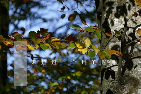 未超过一个月的逾期 未超过一个月的逾期