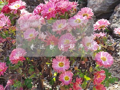未还款逾期滞纳金 未还款逾期滞纳金