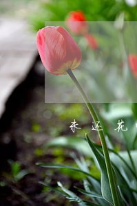 未还花呗未逾期可以办信用卡吗 未还花呗未逾期可以办信用卡吗