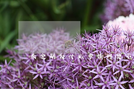 未逾期为什么申请网贷不通过 未逾期为什么申请网贷不通过