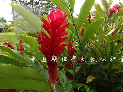 未逾期但有欠款公积金贷款吗 未逾期但有欠款公积金贷款吗