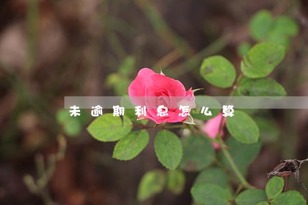 未逾期利息怎么算