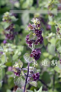 未逾期变成网络黑名单 未逾期变成网络黑名单