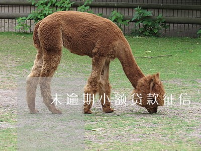 未逾期小额贷款征信