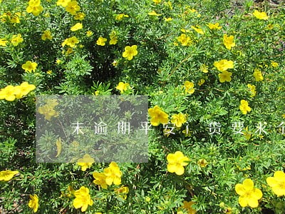 未逾期平安i贷要求全额还款 未逾期平安i贷要求全额还款
