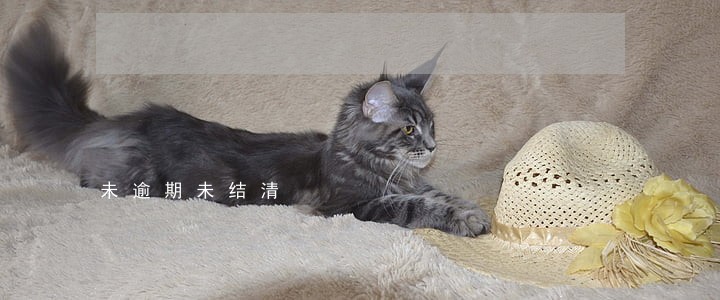 未逾期未结清 未逾期未结清