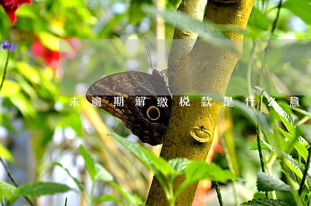 未逾期解缴税款是什么意思 未逾期解缴税款是什么意思