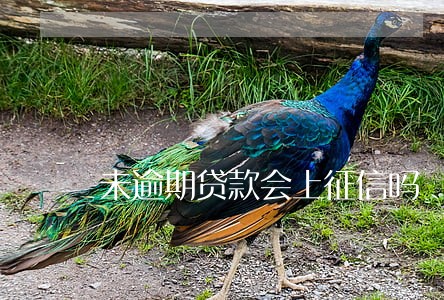 未逾期贷款会上征信吗