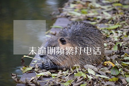 未逾期频繁打电话 未逾期频繁打电话