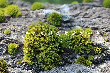 本人交通罚款逾期一年 本人交通罚款逾期一年