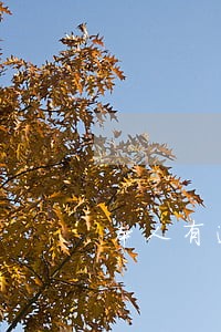 本人有逾期房屋抵押贷 本人有逾期房屋抵押贷