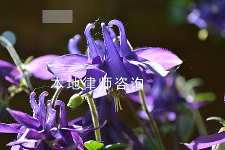 本地律师咨询 本地律师咨询