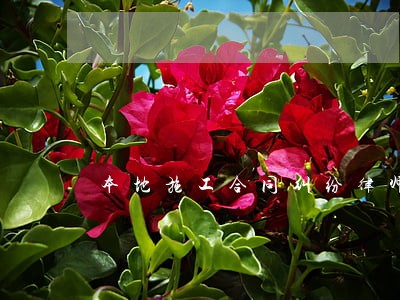 本地施工合同纠纷律师 本地施工合同纠纷律师