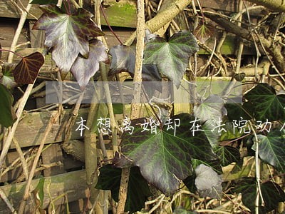 本想离婚却在法院劝人别离 本想离婚却在法院劝人别离