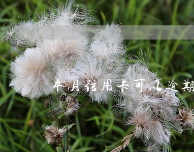 本月信用卡可以逾期吗 本月信用卡可以逾期吗