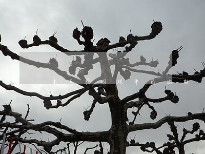 本月花呗账单已逾期 本月花呗账单已逾期