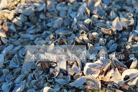 本期账单还清逾期账单受影响吗 本期账单还清逾期账单受影响吗