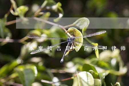 本案被告是否应承担律师费 本案被告是否应承担律师费