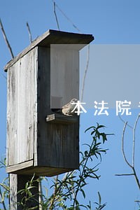 本法院认为英文翻译 本法院认为英文翻译