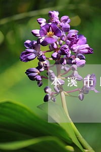 本溪市民事执行律师在线解答 本溪市民事执行律师在线解答