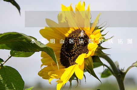本溪明山区法院刘铁铭图片 本溪明山区法院刘铁铭图片