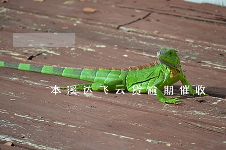 本溪达飞云贷逾期催收 本溪达飞云贷逾期催收