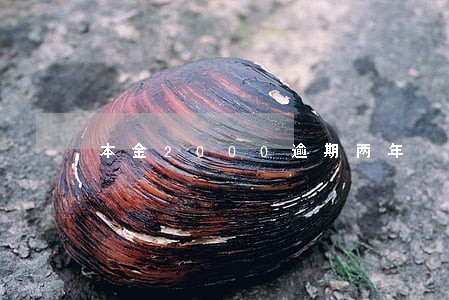 本金2000逾期两年 本金2000逾期两年