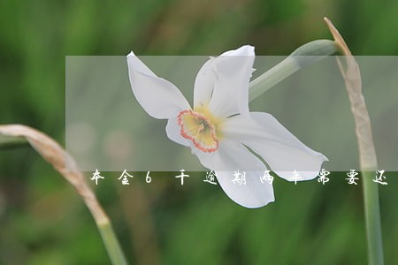 本金6千逾期两年需要还多少