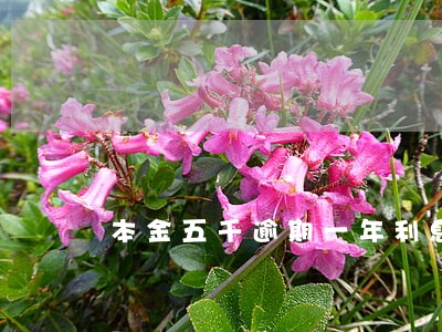 本金五千逾期一年利息 本金五千逾期一年利息