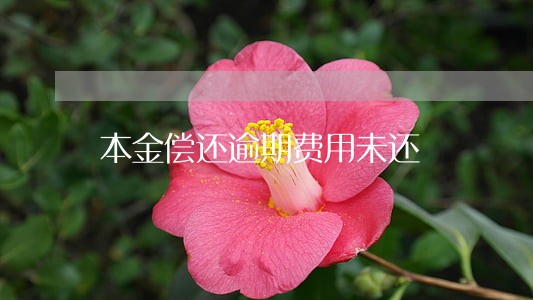 本金偿还逾期费用未还 本金偿还逾期费用未还