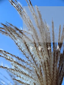 本金利息逾期利息 本金利息逾期利息