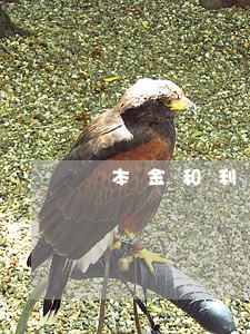 本金和利息逾期180天 本金和利息逾期180天