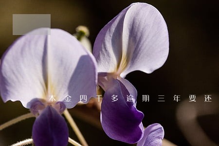 本金四千多逾期三年要还多少 本金四千多逾期三年要还多少